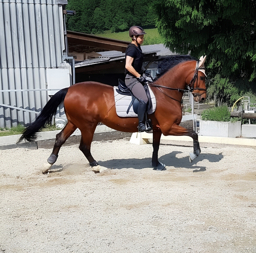 ae&p versicherung dressurreiten, Pferdesport Schweiz, Jolanda-Eggenberger